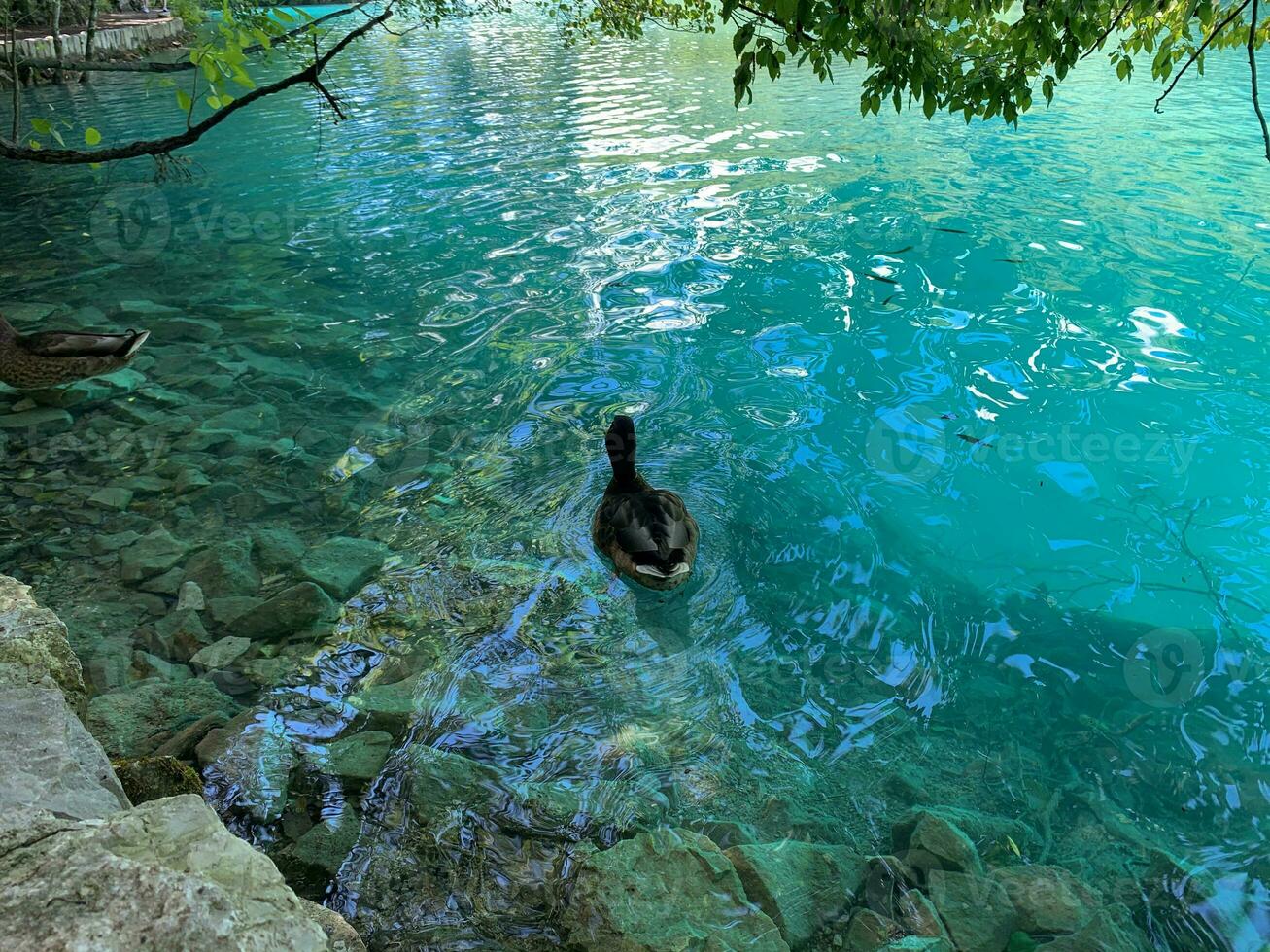 Ente Schwimmen im schön Kristall Blau See im plitvice National Park im Kroatien foto