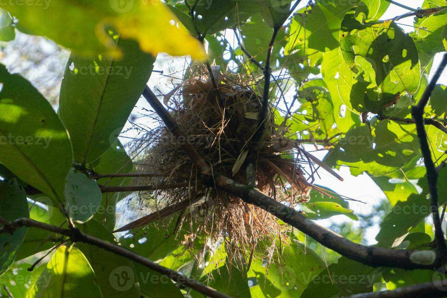 selektiv Fokus zu Vogel Nest auf Baum Ast. gesehen von unten foto