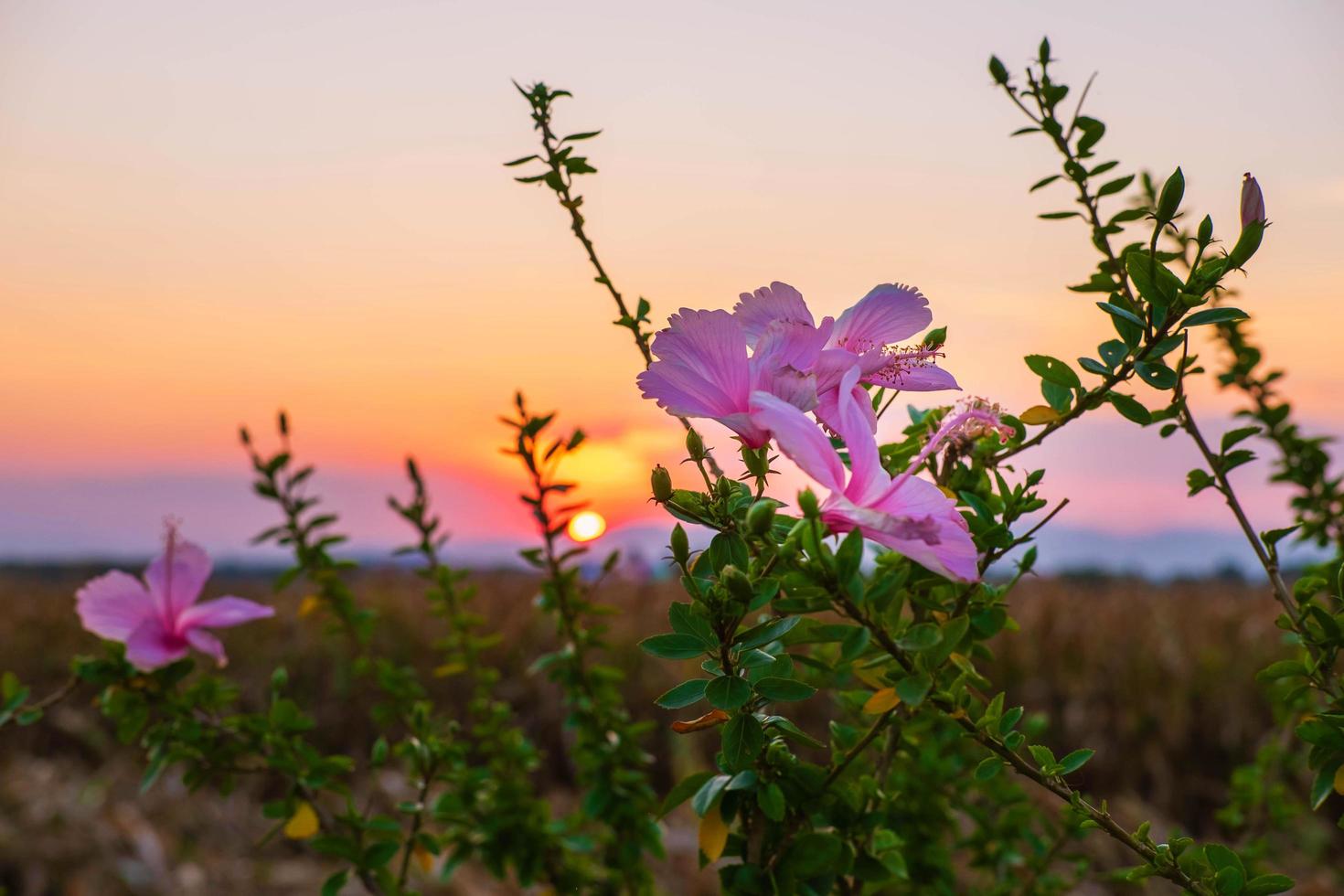 Hibiskusblüten und Sonnenuntergang am Abend foto