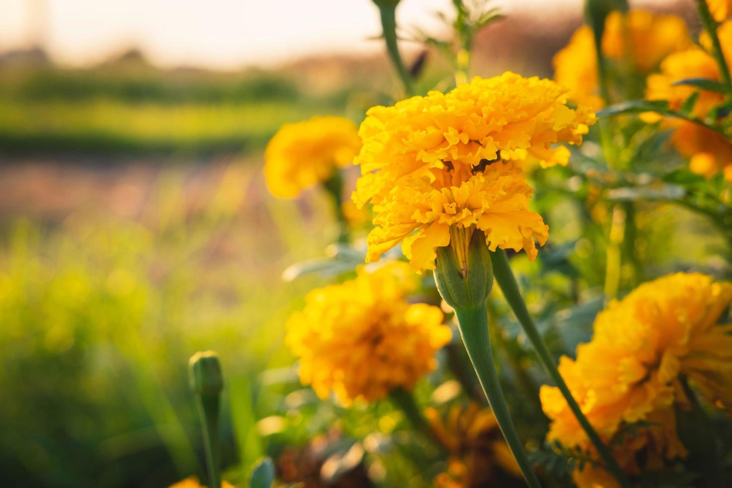 der Hintergrund der Ringelblumen und der Abendsonne foto