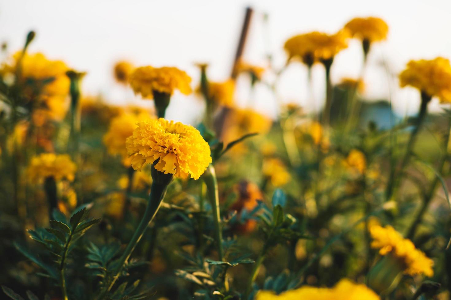 der Hintergrund der Ringelblumen und der Abendsonne foto