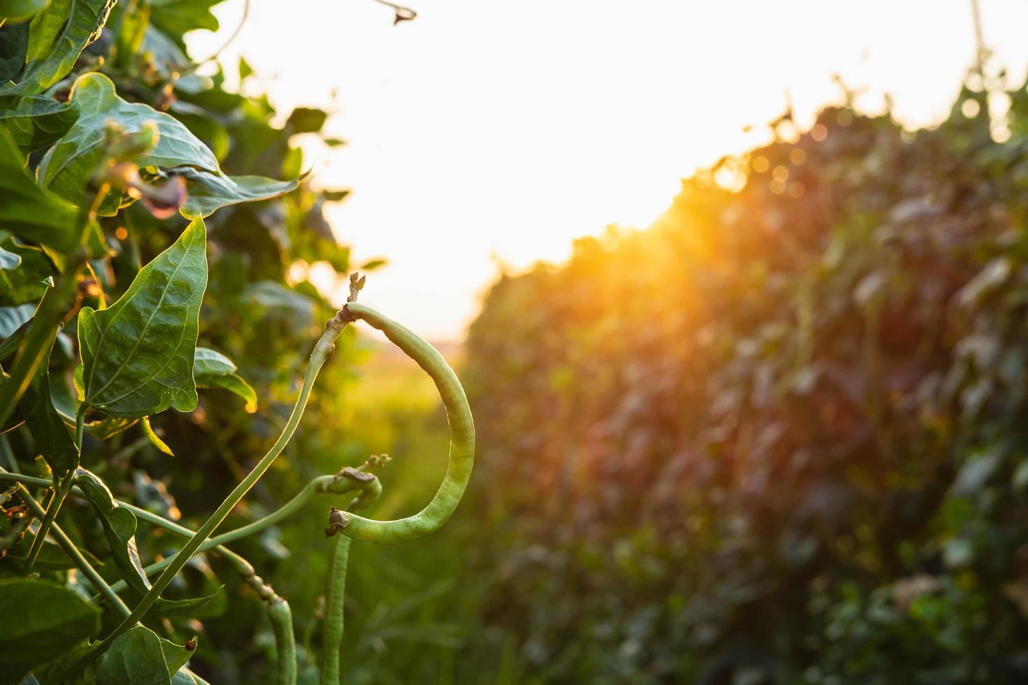 frische lange Bohnen in einer Gemüsefarm bereit zu ernten foto