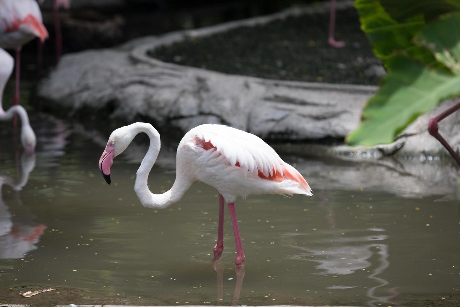 Flamingo im Wasser foto