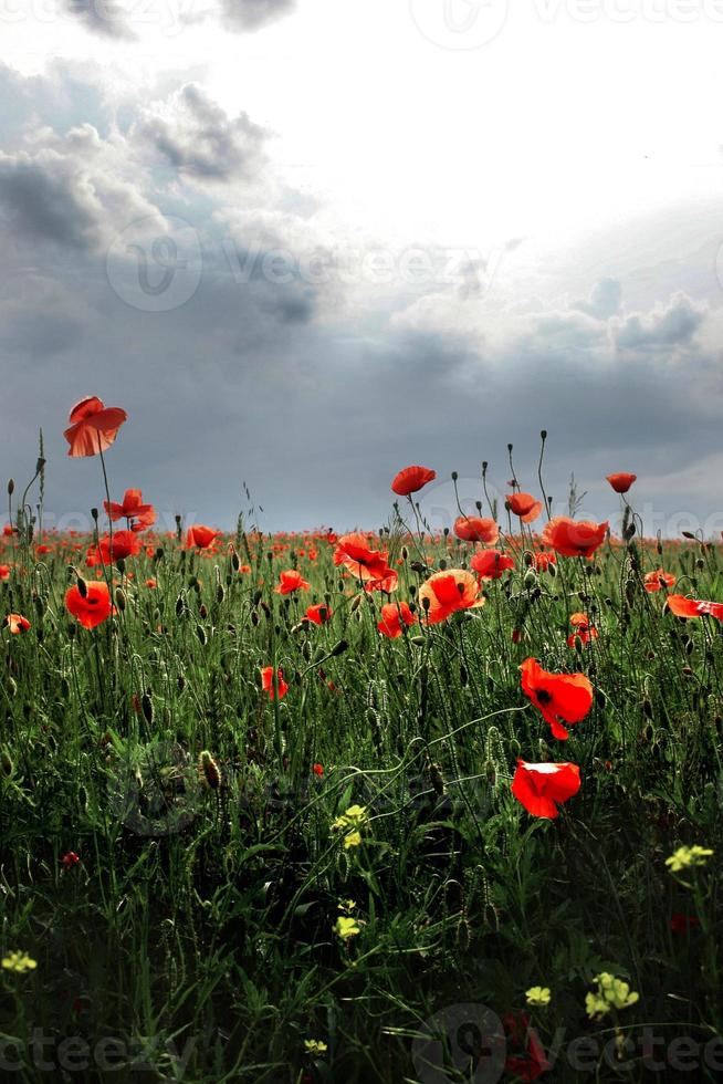 Mohnblumen auf dem Feld gegen den dunklen Himmel foto