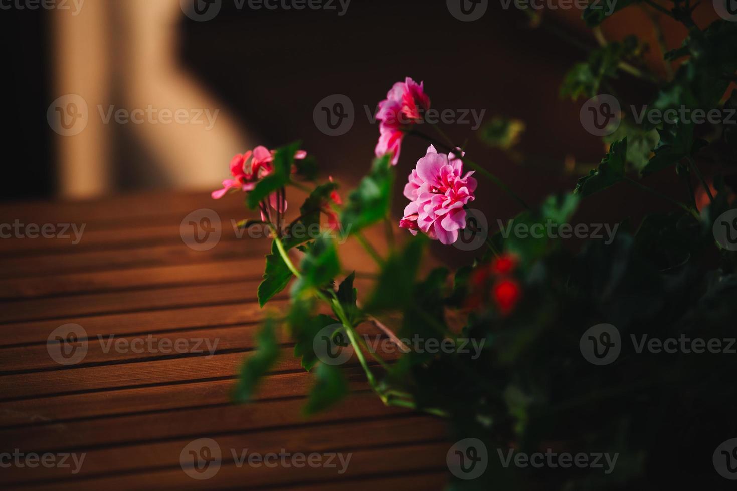 rosa Blume in den Töpfen draußen auf hölzernem Hintergrund foto