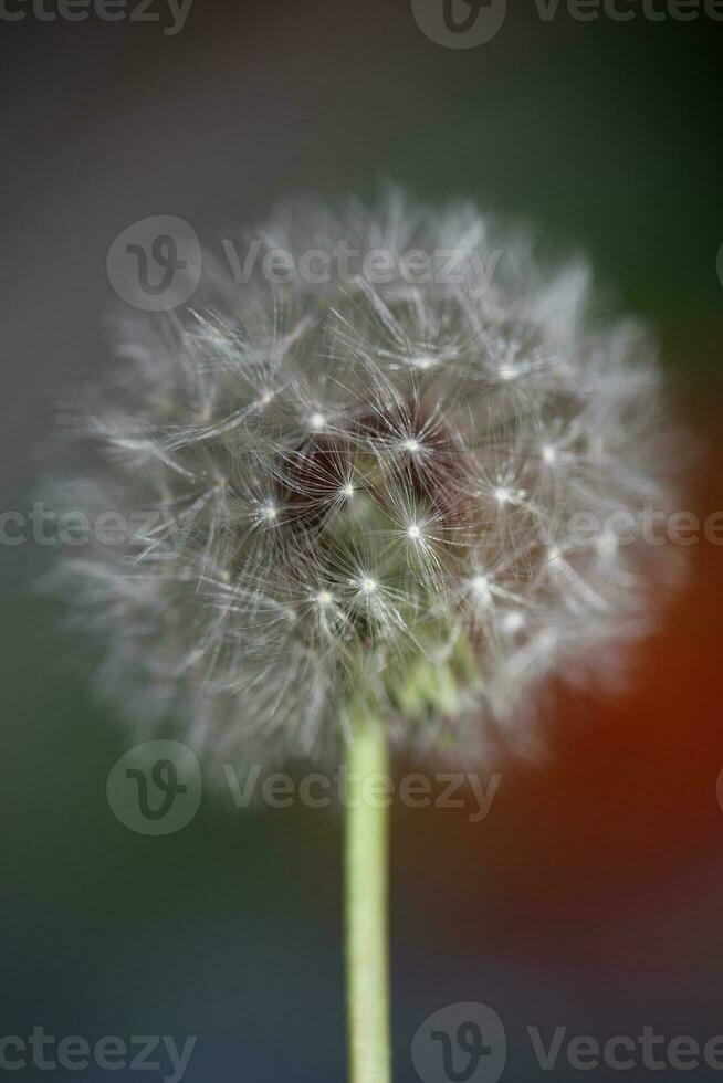 wild Blume blühen schließen oben Taraxacum officinale Löwenzahn Schlag Ball Asteraceae Familie botanisch Hintergrund hoch Qualität sofortig Lager Fotografie druckt foto