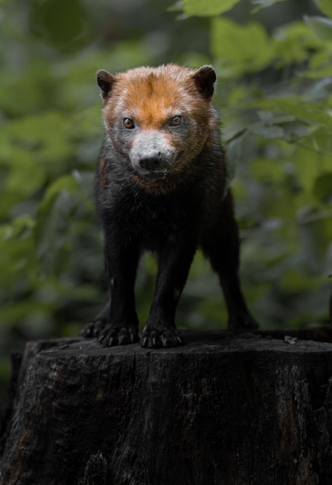 Porträt des Buschhundes foto