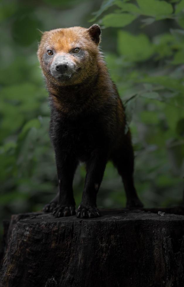 Porträt des Buschhundes foto