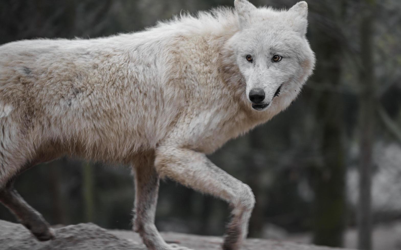 Porträt des arktischen Wolfes foto