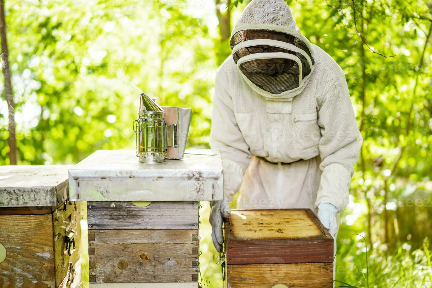 Imker ist Prüfung seine Bienenstöcke im Wald. Bienenzucht Fachmann Beruf. foto