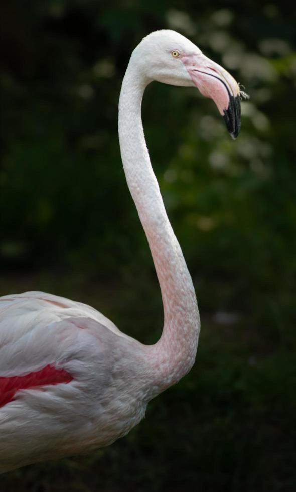 Porträt eines größeren Flamingos foto
