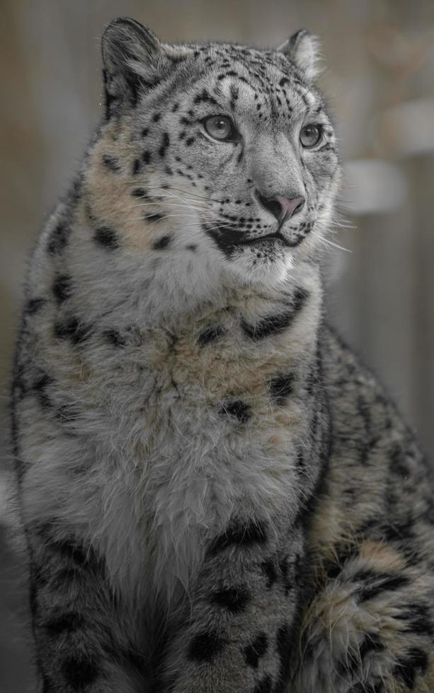 Schneeleopard Irbis foto