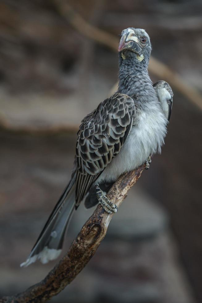 afrikanischer grauer Nashornvogel foto