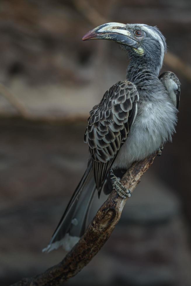 afrikanischer grauer Nashornvogel foto