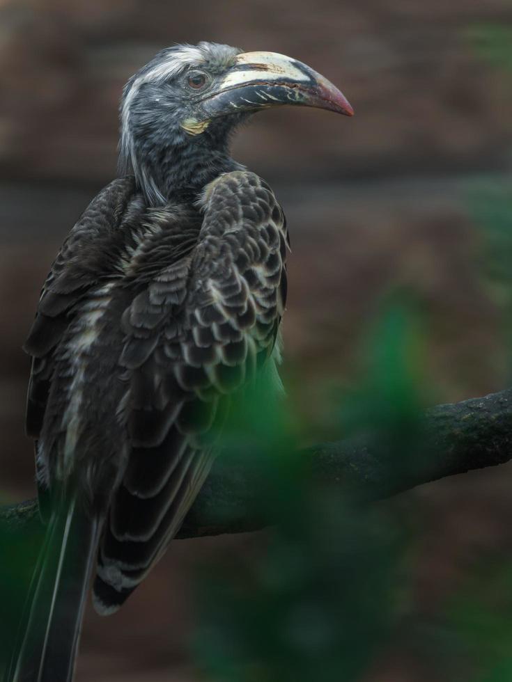 afrikanischer grauer Nashornvogel foto