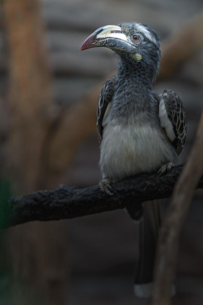 afrikanischer grauer Nashornvogel foto