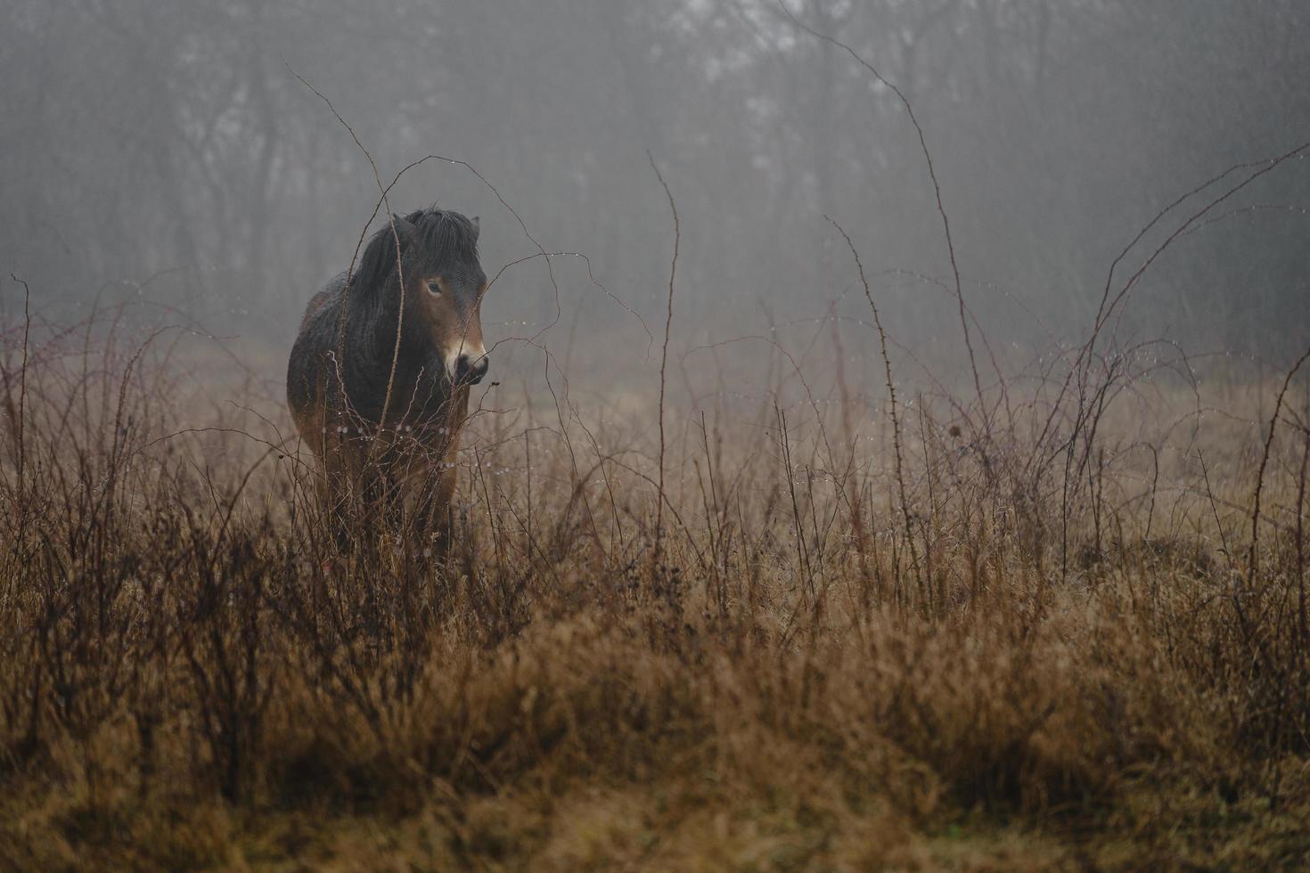 Exmoor Pony im Nebel foto