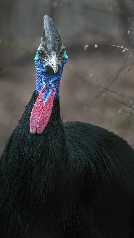 südlicher Kasuar im Zoo foto