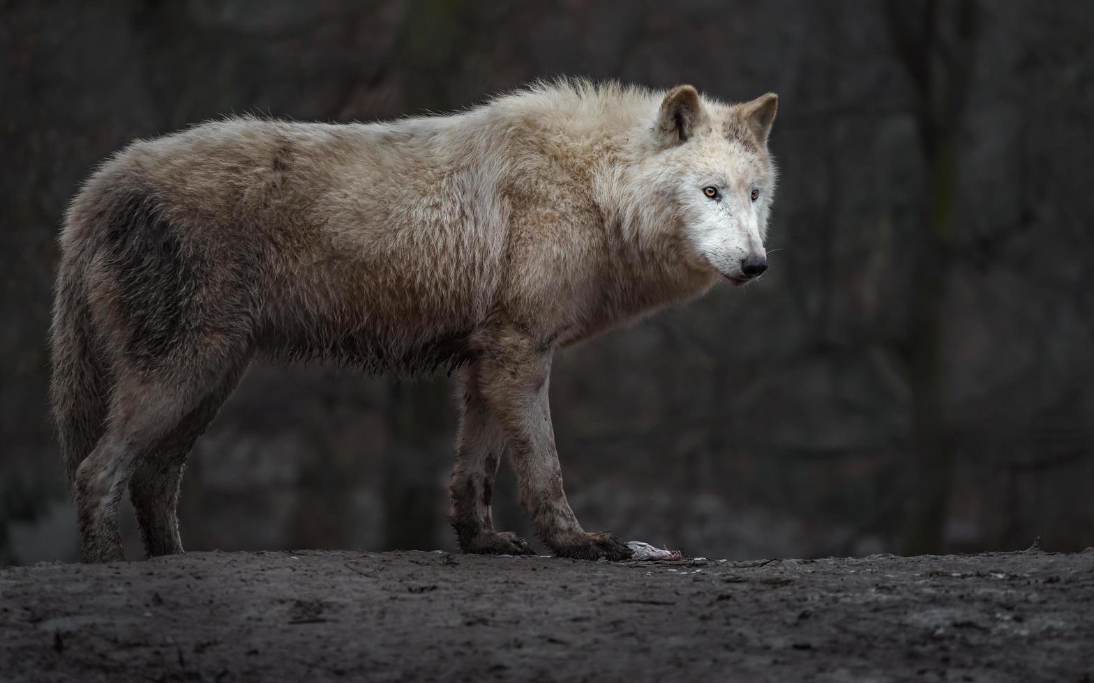 Polarwolf auf Hügel foto