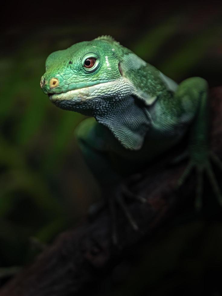 Leguan mit Fidschi-Band foto