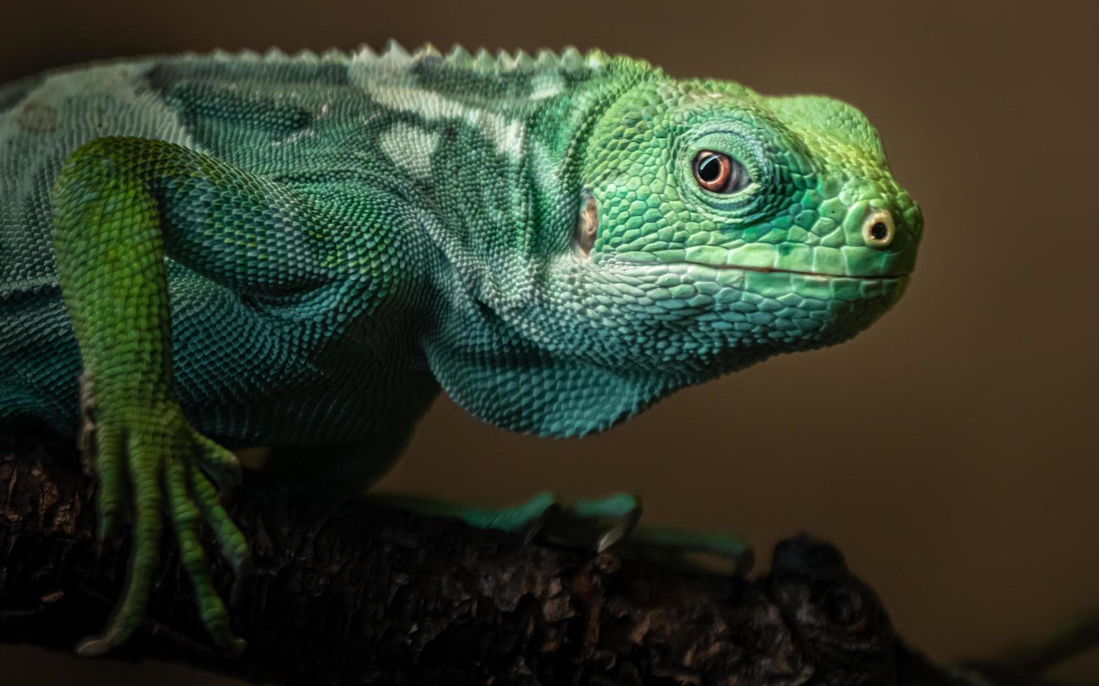 Leguan mit Fidschi-Band foto