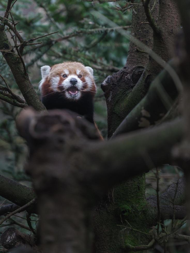 roter Panda auf Ast foto