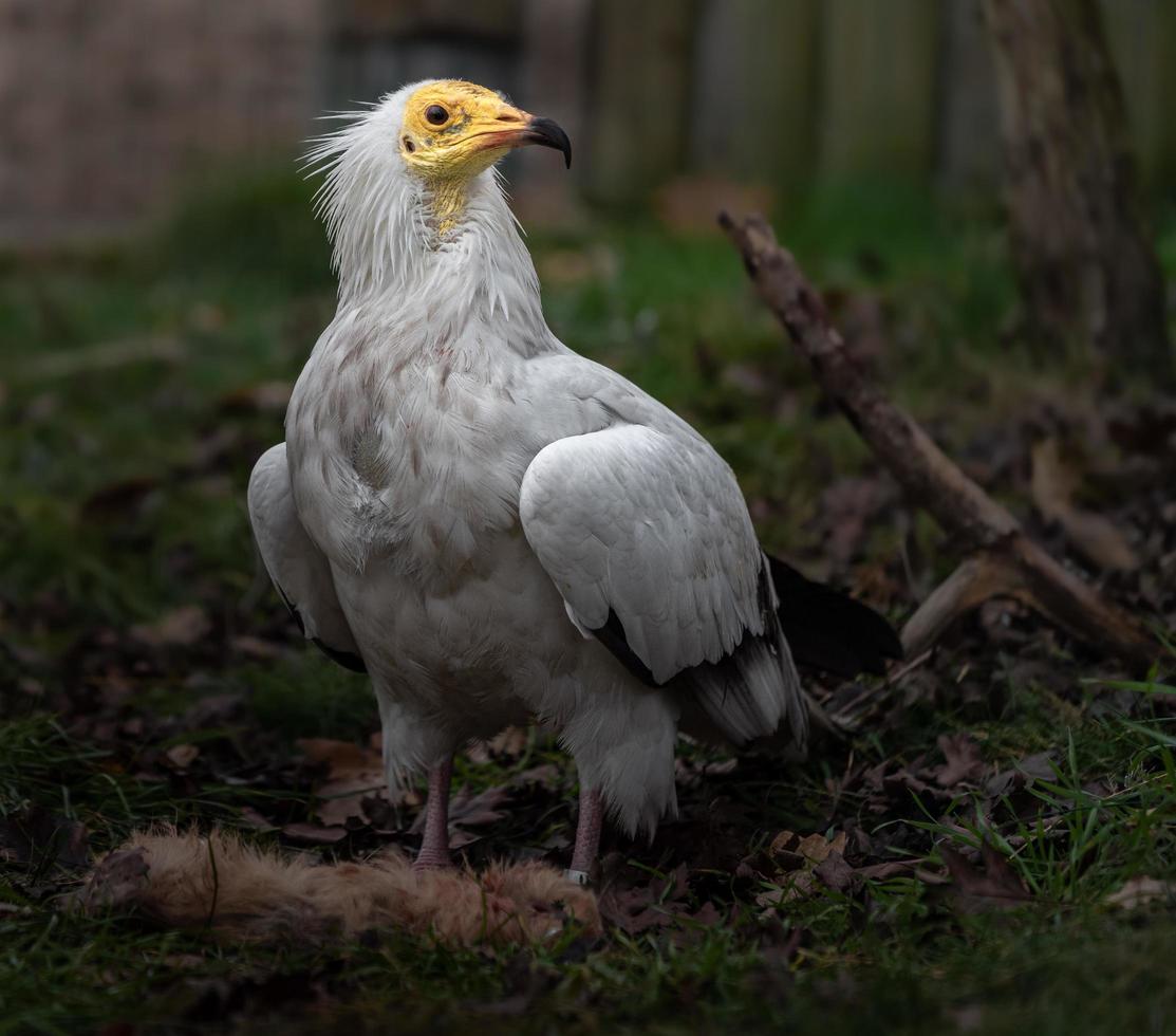 ägyptischer Geier essen foto