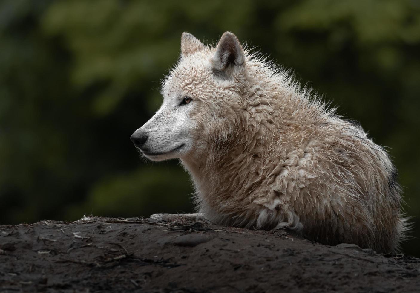 Porträt des arktischen Wolfes foto