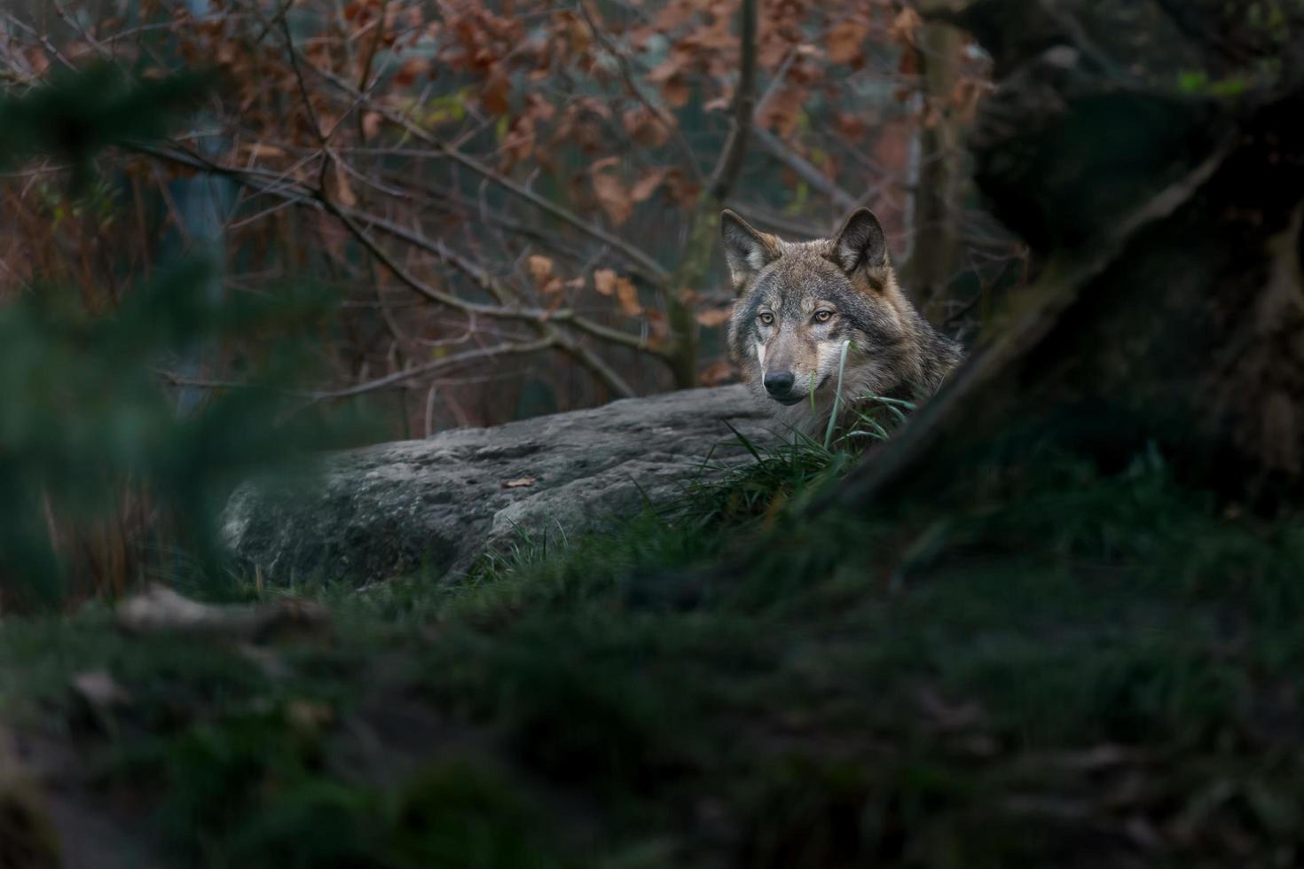 Eurasischer Wolf versteckt sich hinter Felsen foto