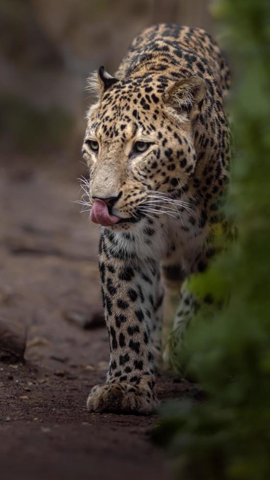 Porträt des persischen Leoparden foto