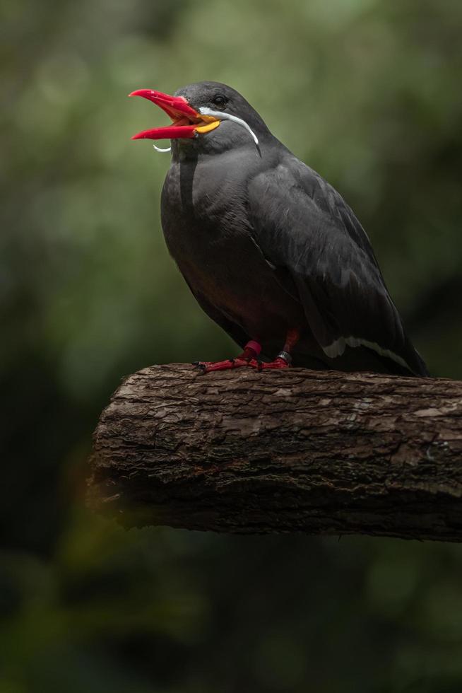 Inka tern auf Ast foto