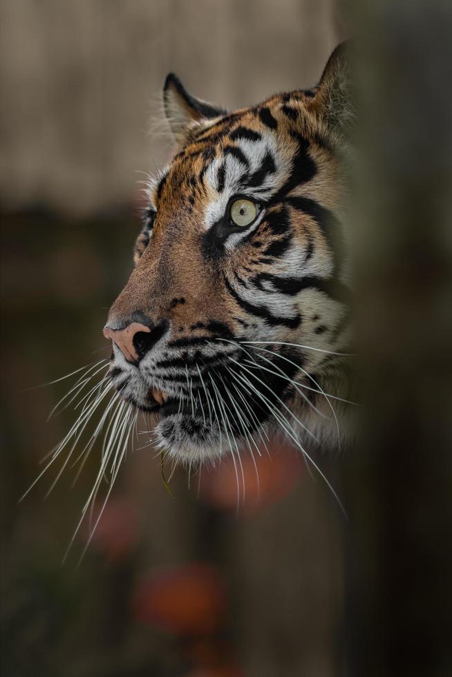 Porträt des Sumatra-Tigers foto