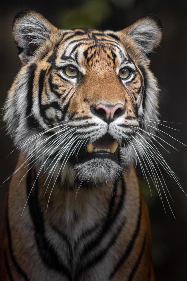 Porträt des Sumatra-Tigers foto