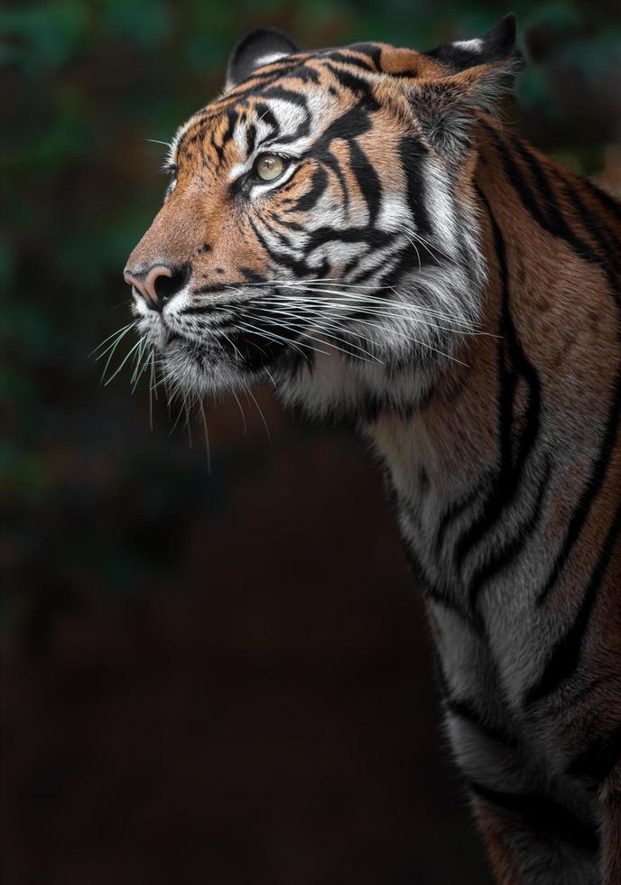 Porträt des Sumatra-Tigers foto