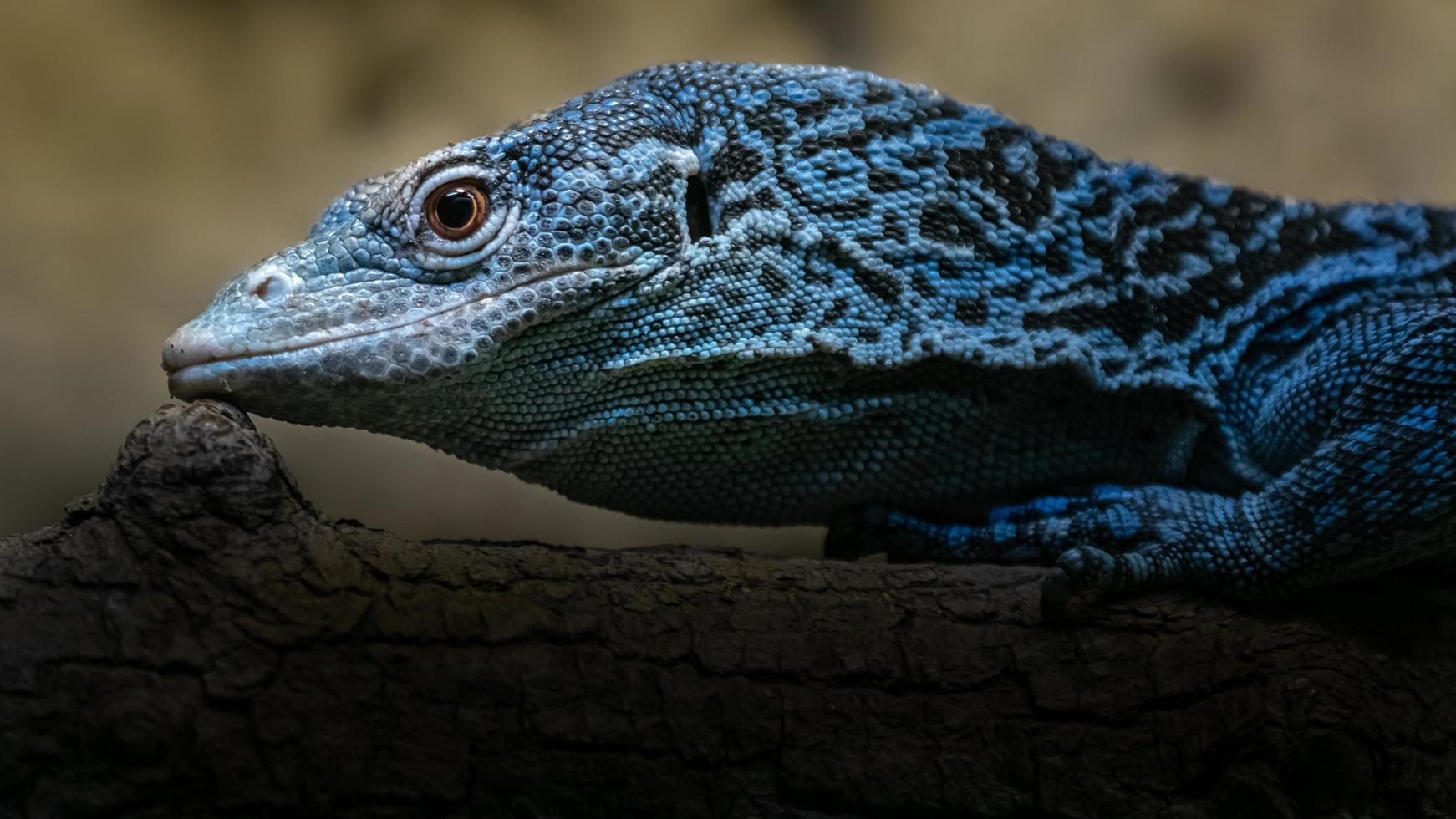 blau gefleckter Baummonitor foto