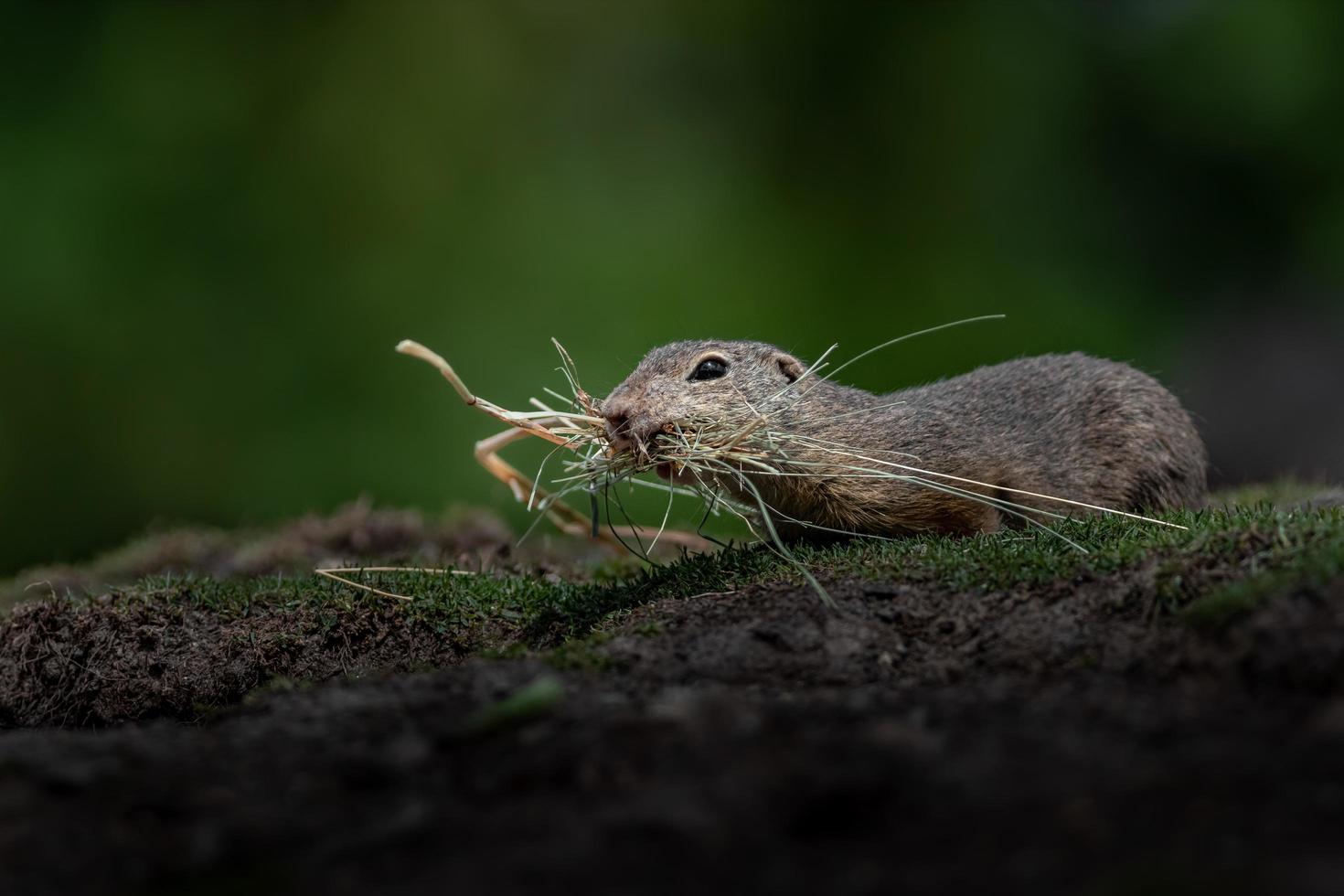 Europäisches Grundeichhörnchen foto