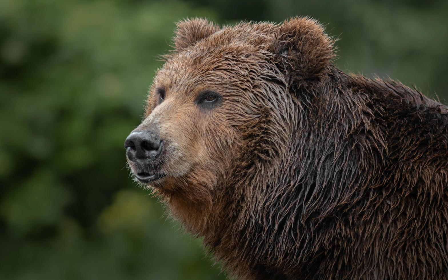 Kamtschatka Braunbär foto