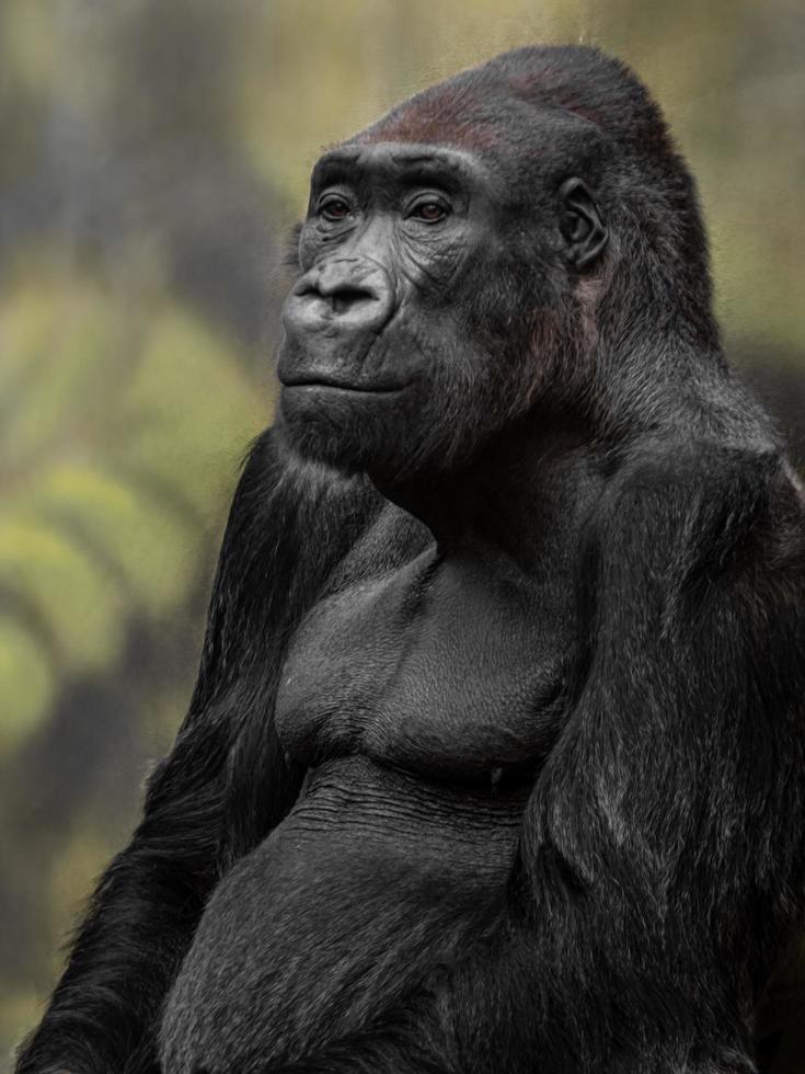 Porträt des westlichen Gorillas foto