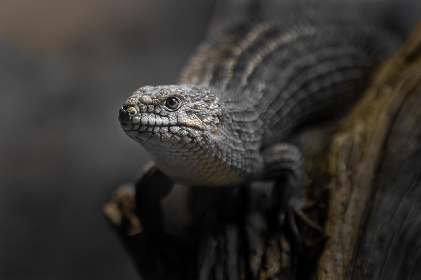 Porträt von Gidgee Skink foto