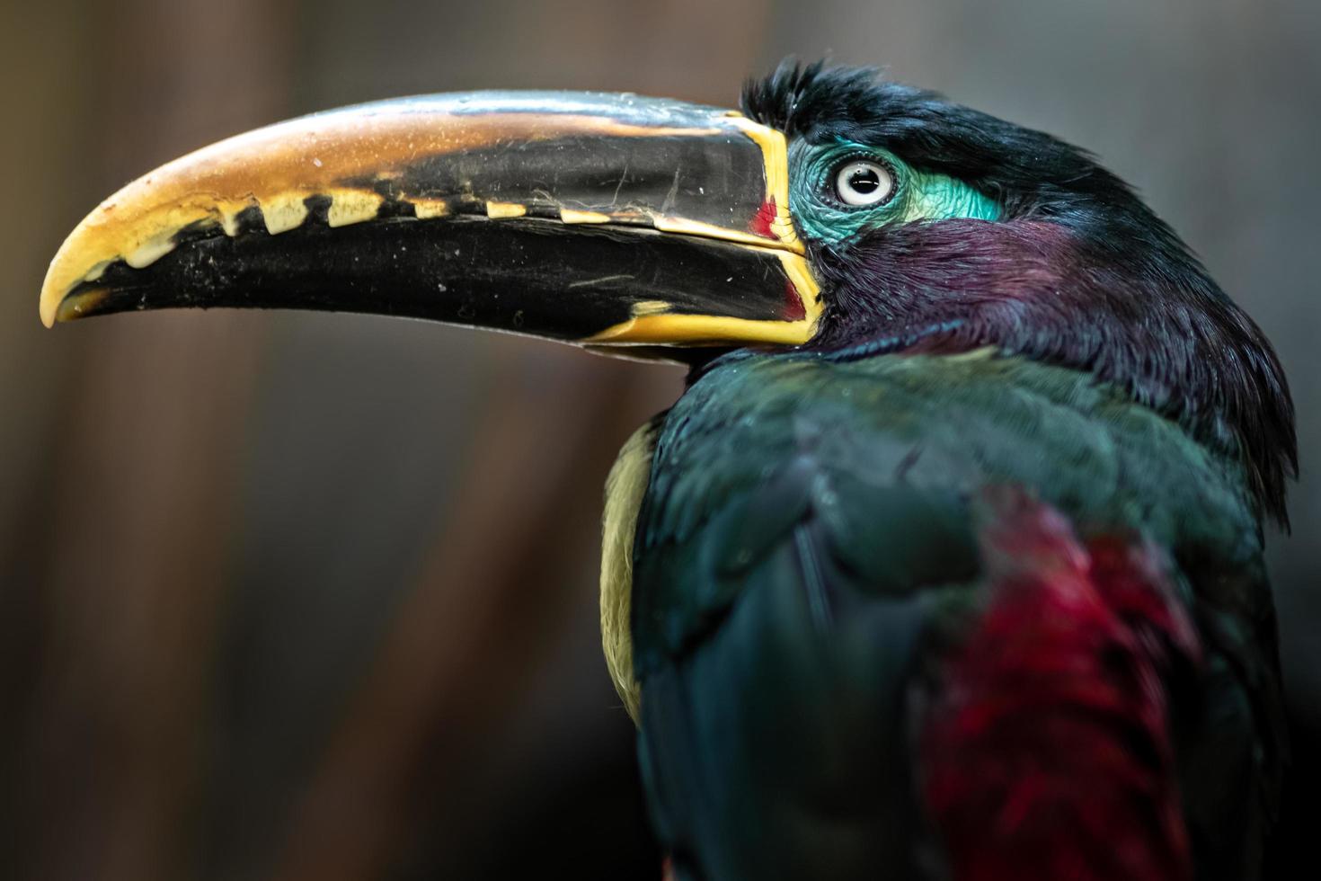 Aracari mit Kastanienohren foto