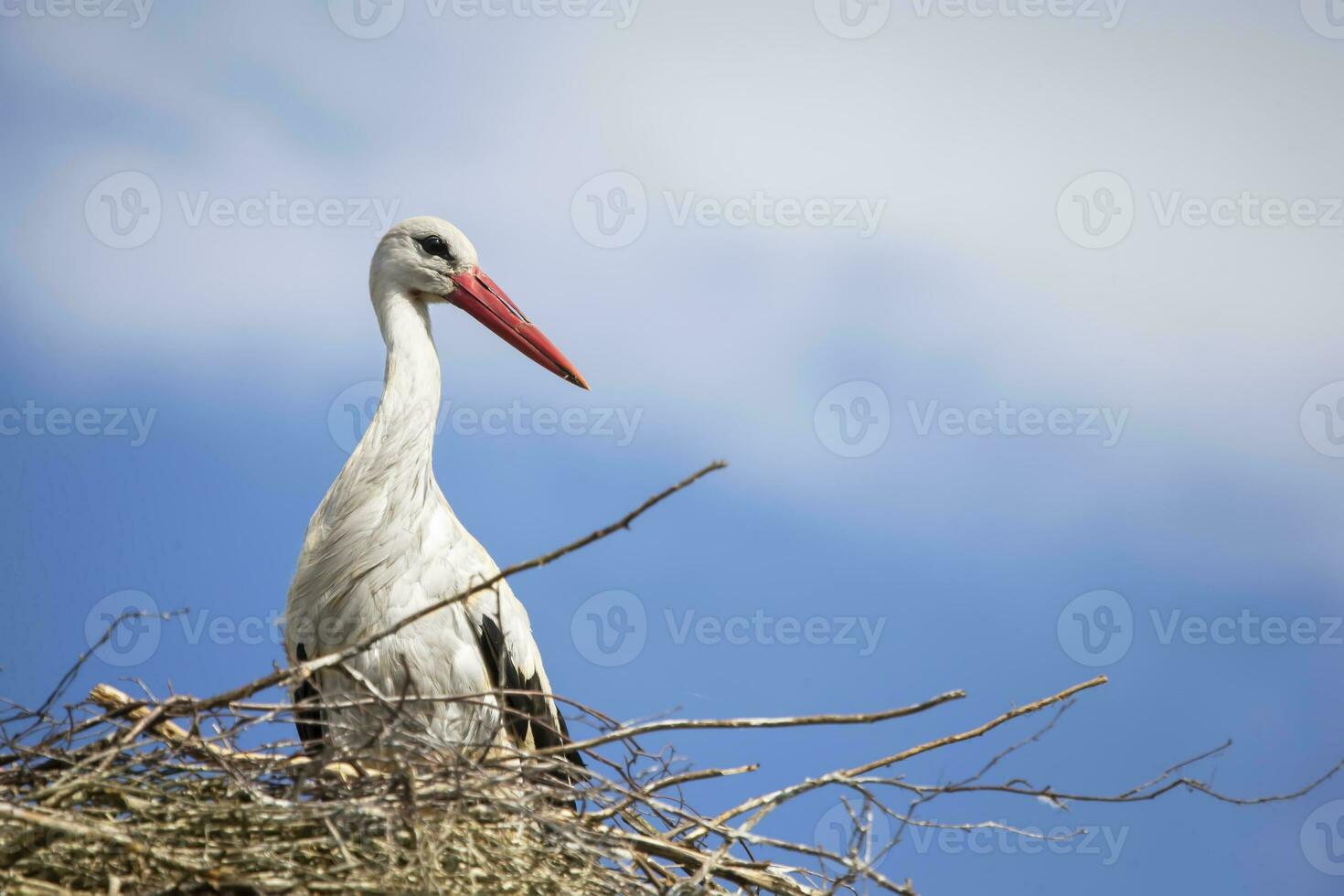 Storch im das Nest gegen das Blau Himmel. foto