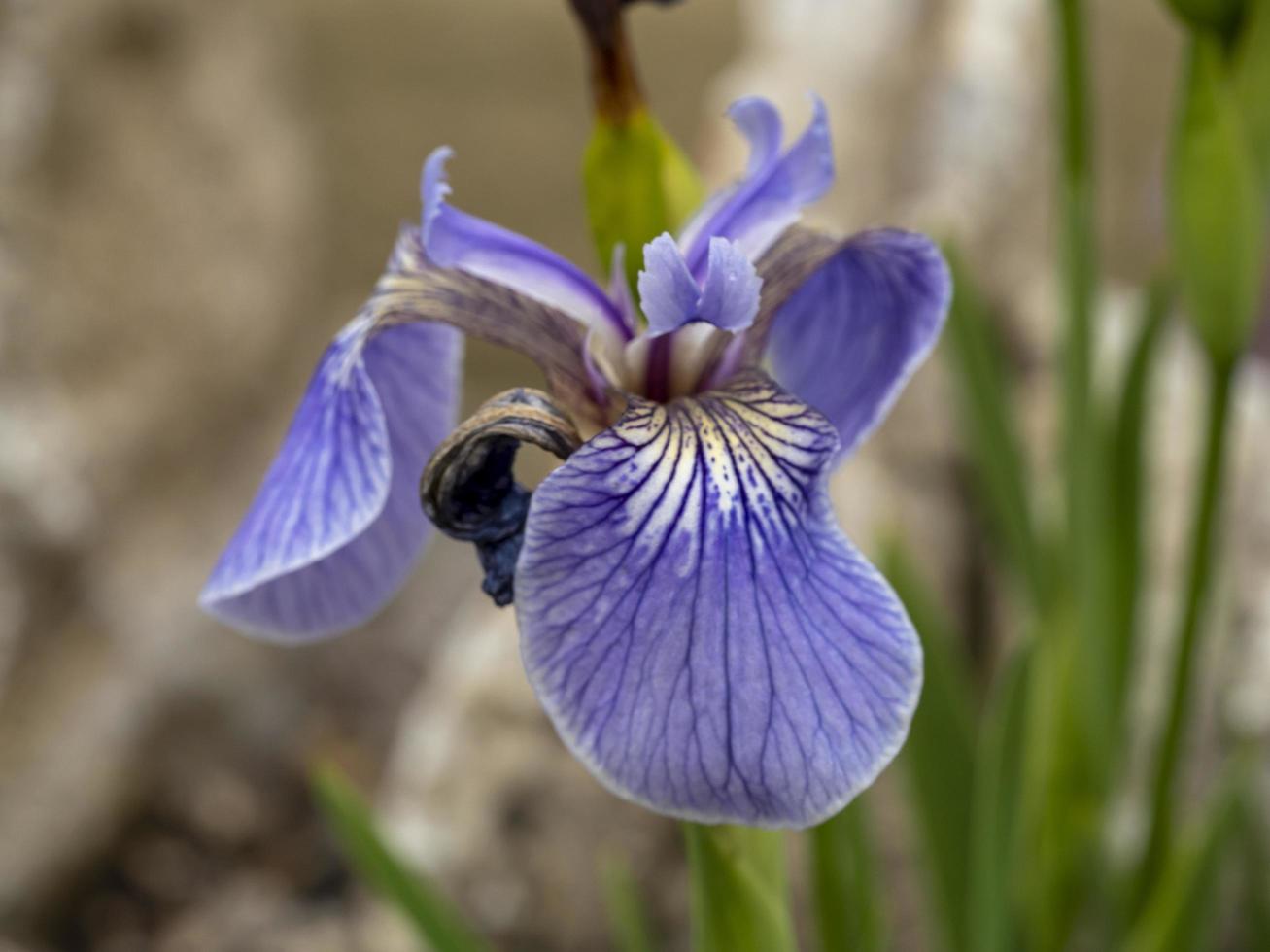 Nahaufnahme einer einzelnen Iris setosa Blume foto