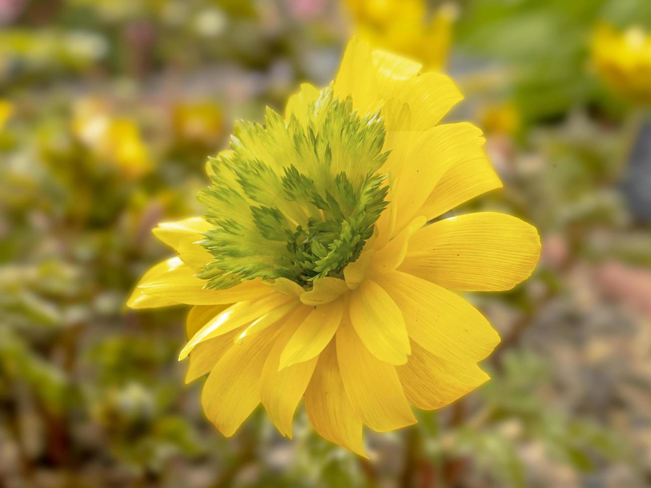 Nahaufnahme einer Blume von Adonis Amurensis Hanazono foto