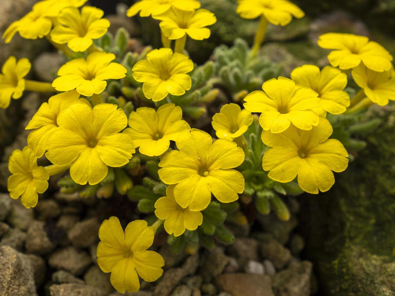 gelbe Blüten der Alpenpflanze Dionysia aretioides foto