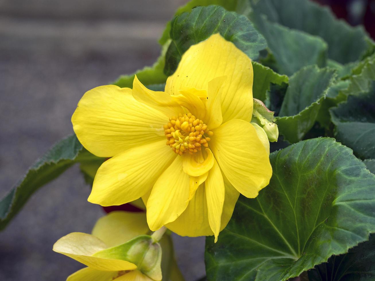 leuchtend gelbe Ringelblume Caltha Palustris foto