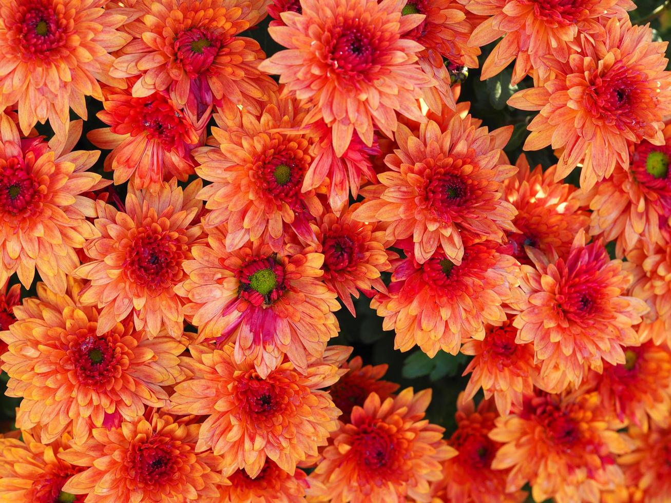 schöne leuchtend orange Chrysanthemenblüten foto