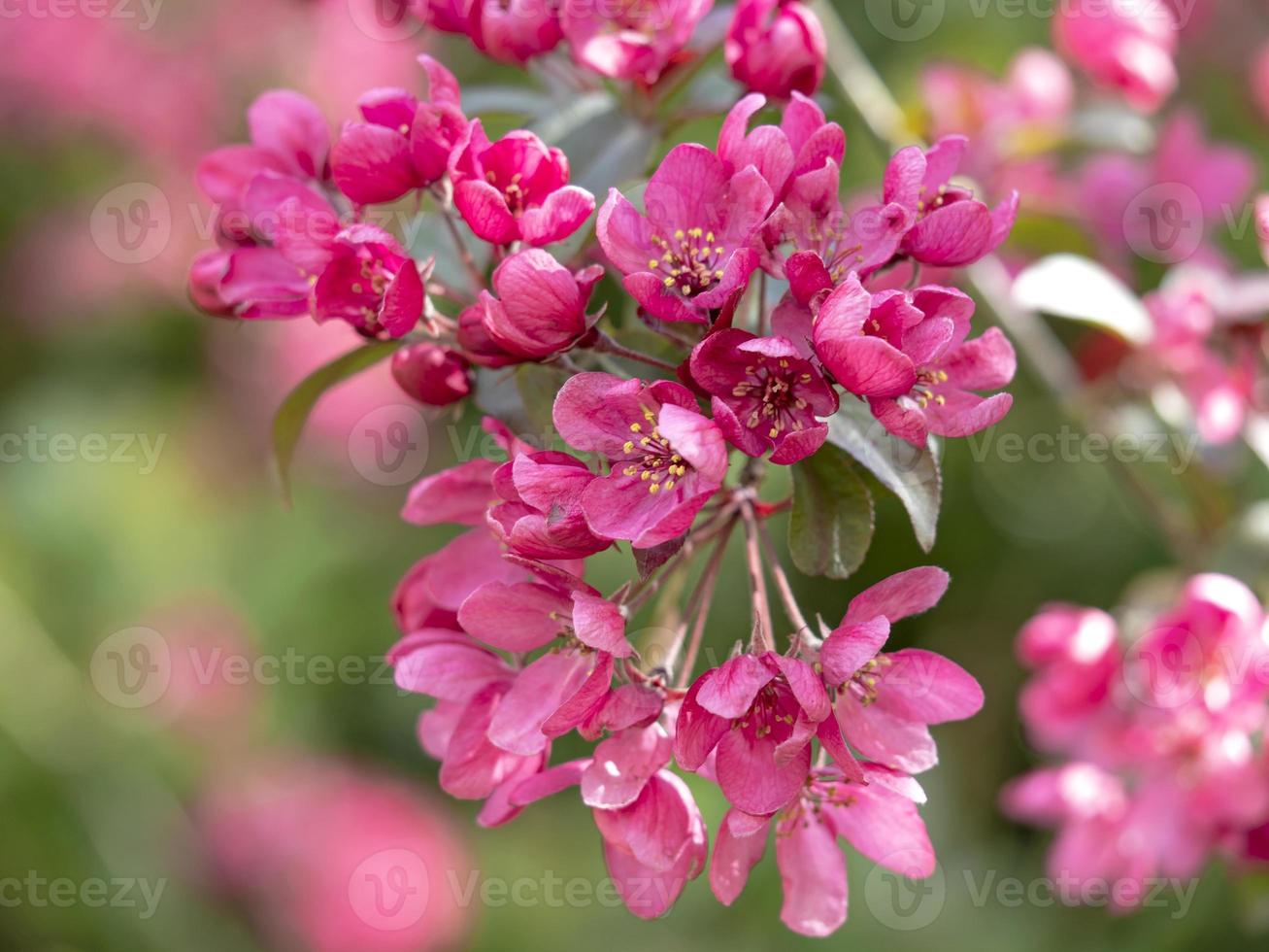 schöne dunkelrosa Krabbenapfelbaumblüte foto