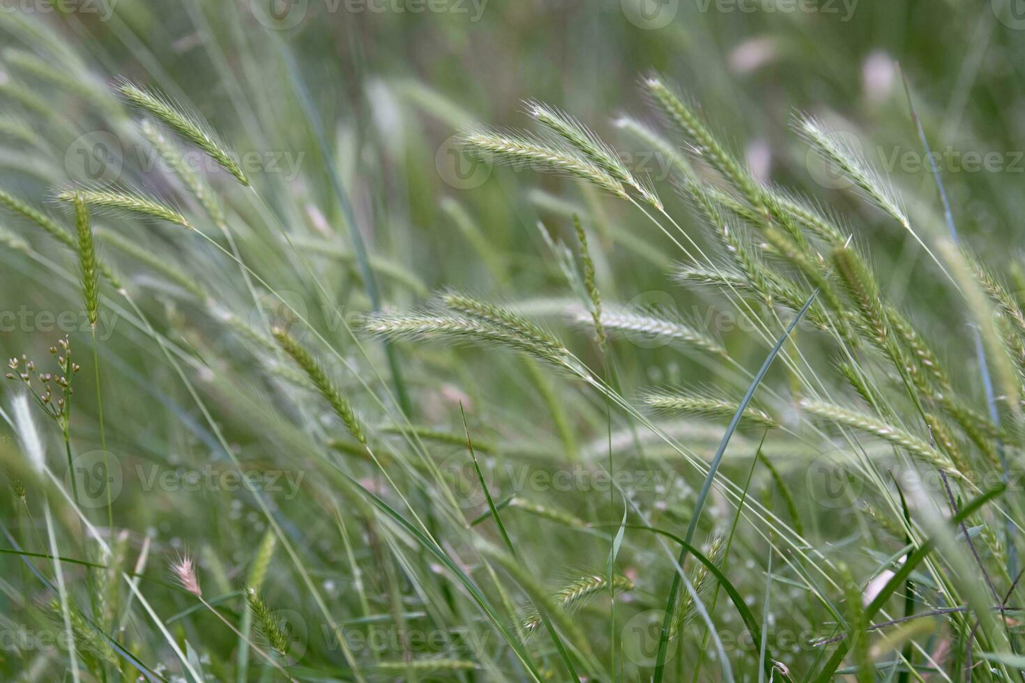 Grün Gras, welche ist eigentlich ein essbar Getreide, weht im das Wind. foto