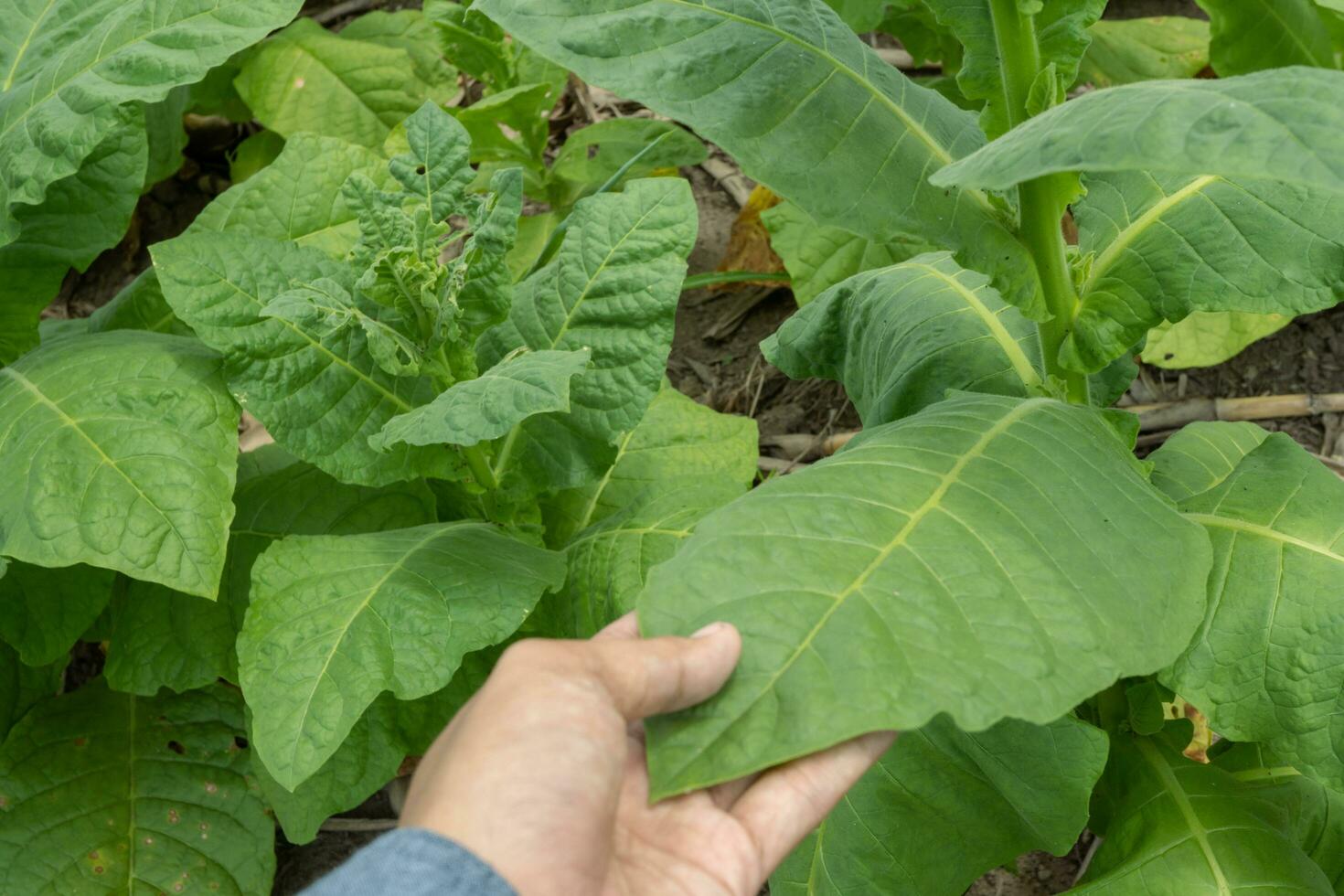 Mann halt Tabak Blume und Blatt wann Ernte Jahreszeit. das Foto ist geeignet zu verwenden zum Garten Feld Inhalt Medien, Natur Poster und Bauernhof Hintergrund.