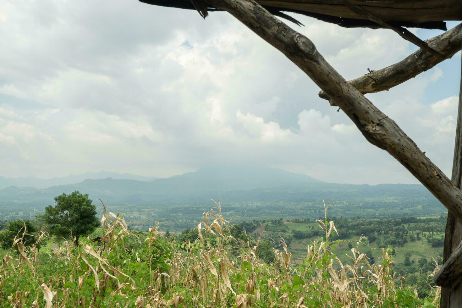 Landschaft Tabak und Mais Feld wann trocken Jahreszeit mit Blau Himmel und wolkig Schwingungen. das Foto ist geeignet zu verwenden zum Garten Feld Inhalt Medien, Natur Poster und Bauernhof Hintergrund.